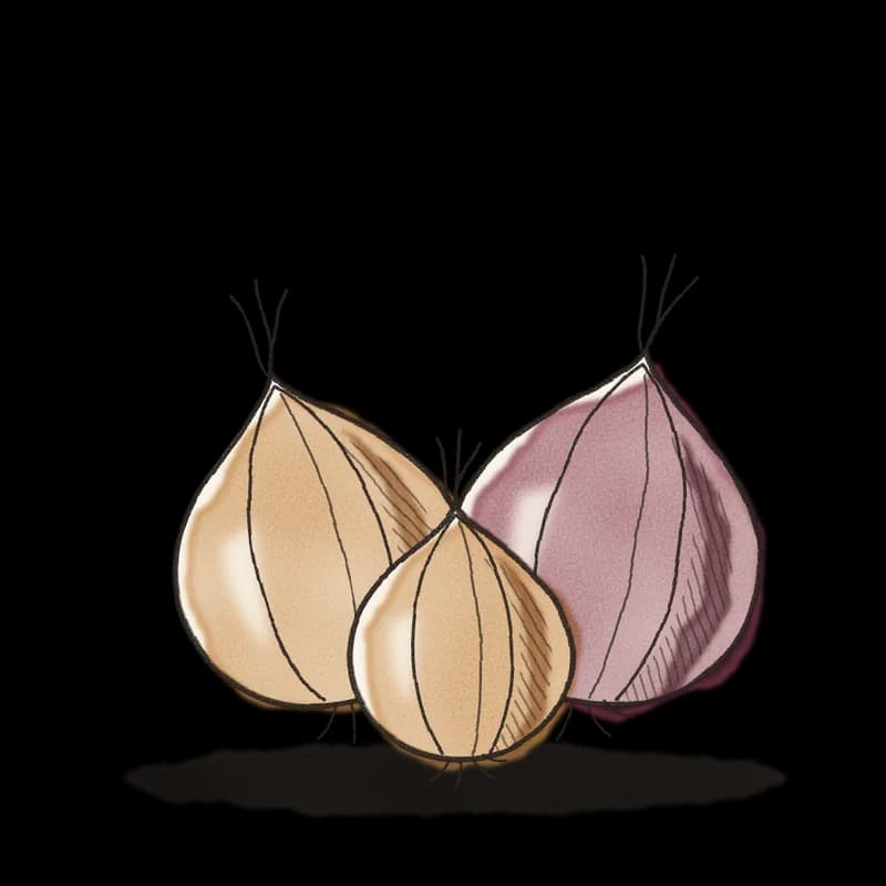 Ink and watercolor drawing of three onions