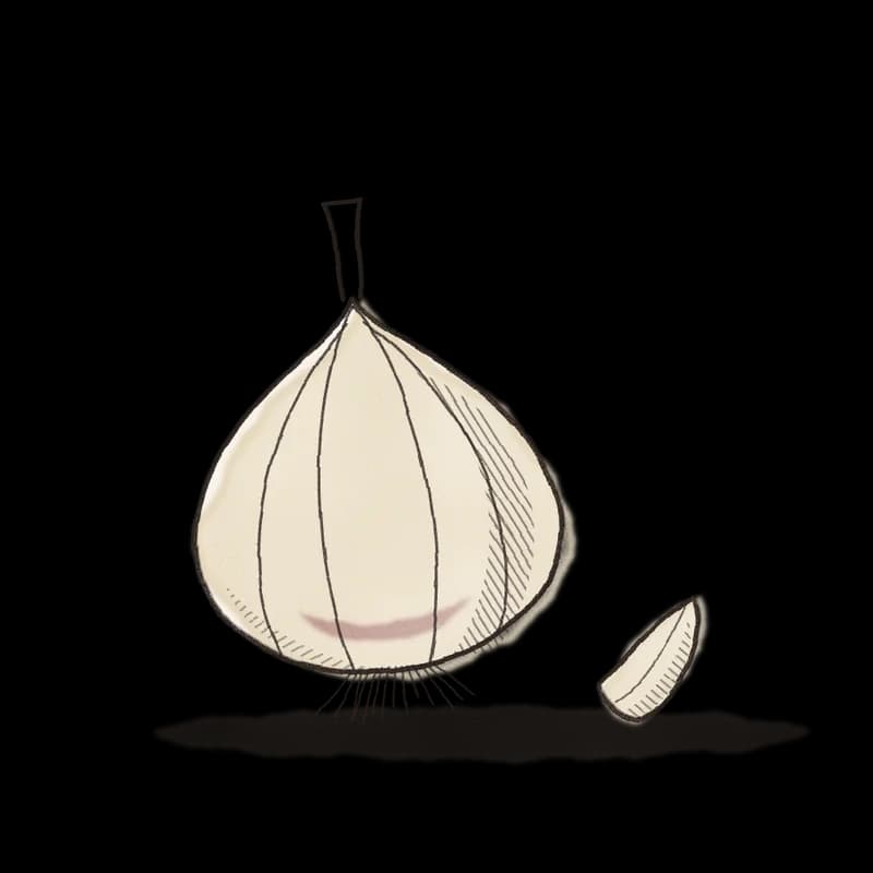 Ink and watercolor drawing of a garlic bulb and clove